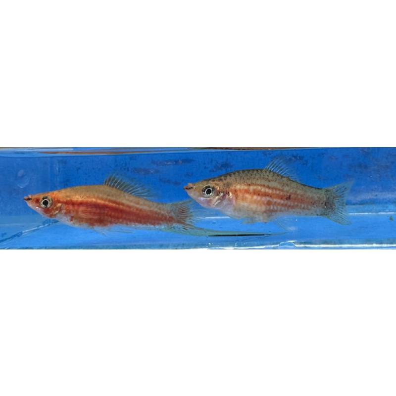 X. alvarezi Gold