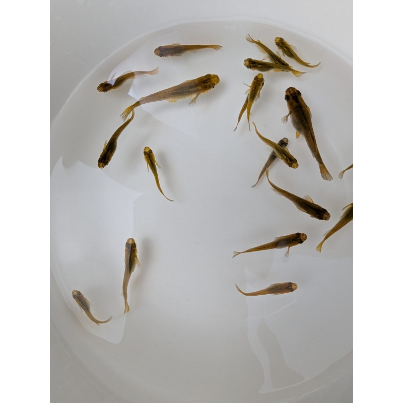 (8) Dark Gold Medaka (Japanese Ricefish)