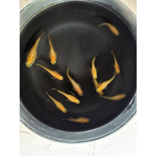 (6) Golden Tortoiseshell Medaka (Japanese Ricefish)