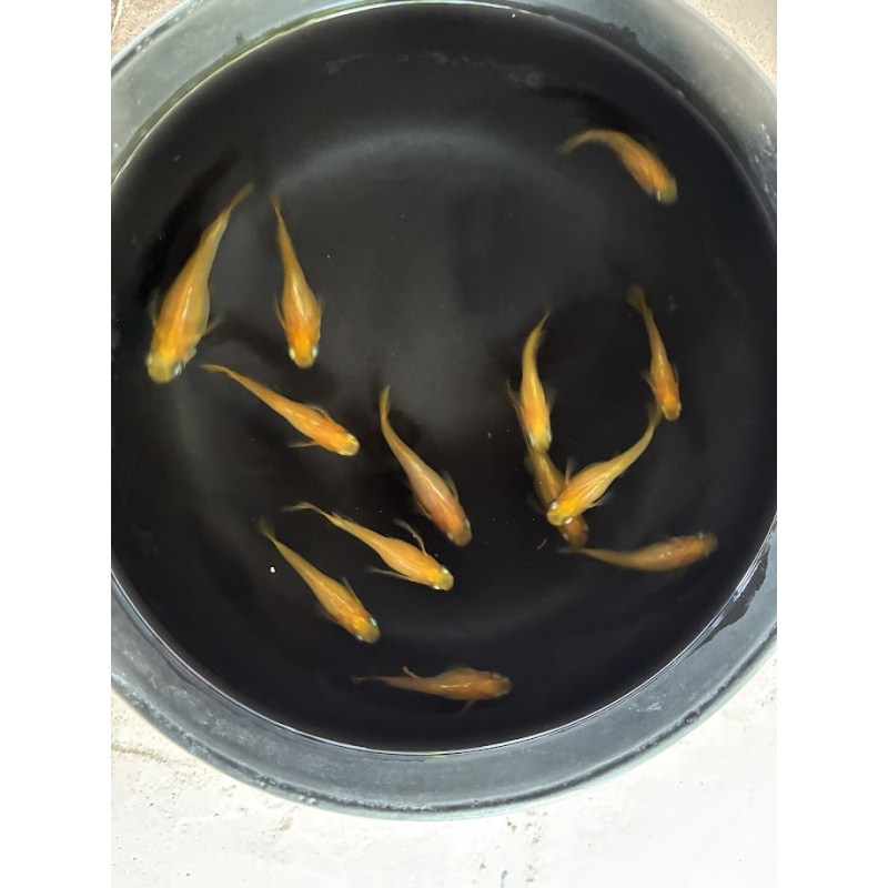 (6) Golden Tortoiseshell Medaka (Japanese Ricefish)