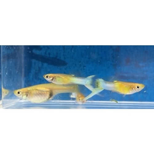 Lyretail Metallic Japan Blue (gold body)