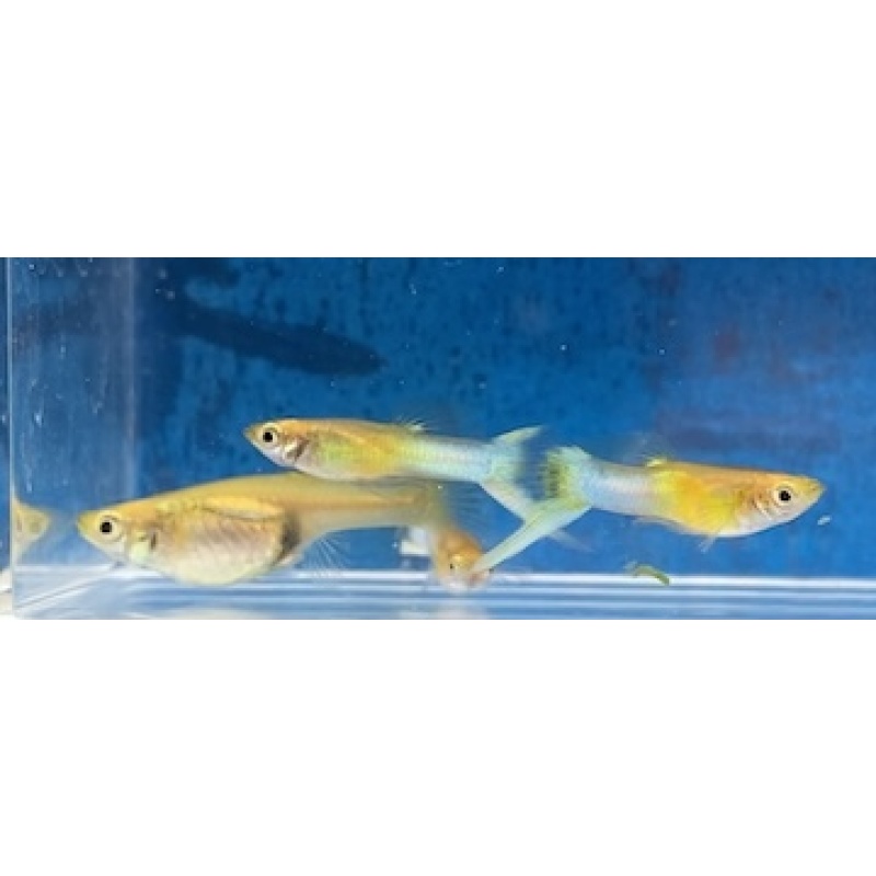 Lyretail Metallic Japan Blue (gold body)