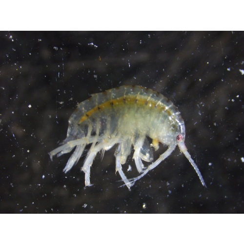 Hyalella Azteca aka Scuds