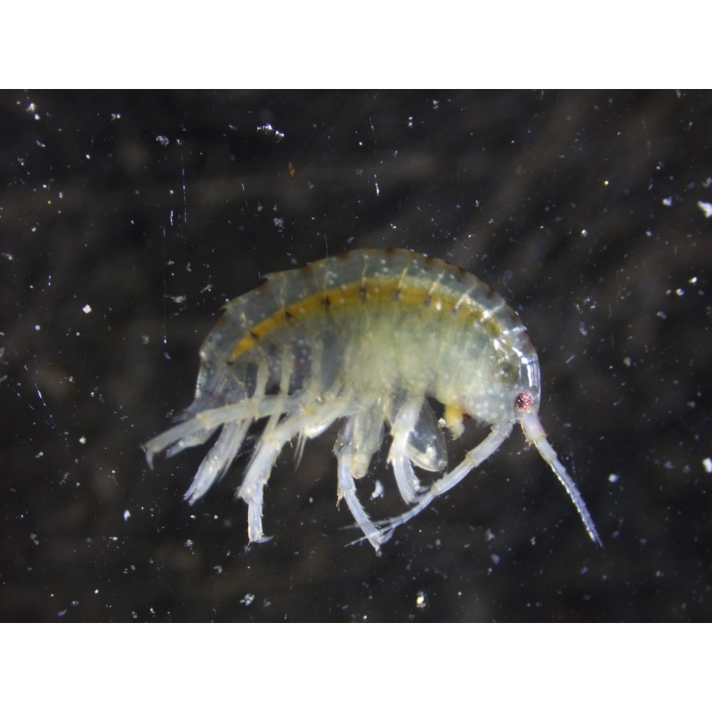 Hyalella Azteca aka Scuds