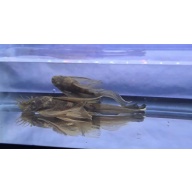 Green Dragon Long Fin BN Pleco-Breeding Pair