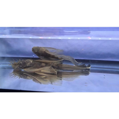 Green Dragon Long Fin BN Pleco-Breeding Pair