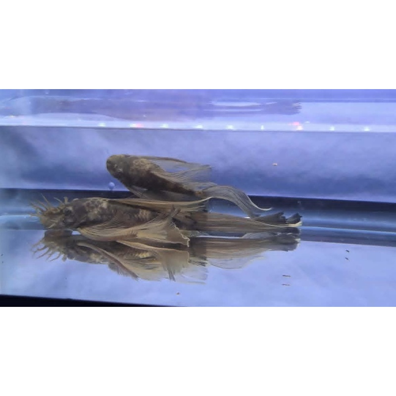 Green Dragon Long Fin BN Pleco-Breeding Pair