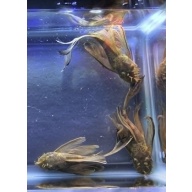 Green Dragon Long Fin BN Plecos-Adult Males
