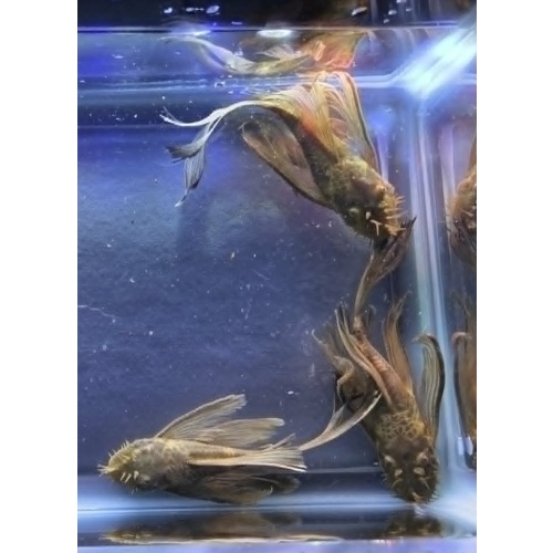 Green Dragon Long Fin BN Plecos-Adult Males