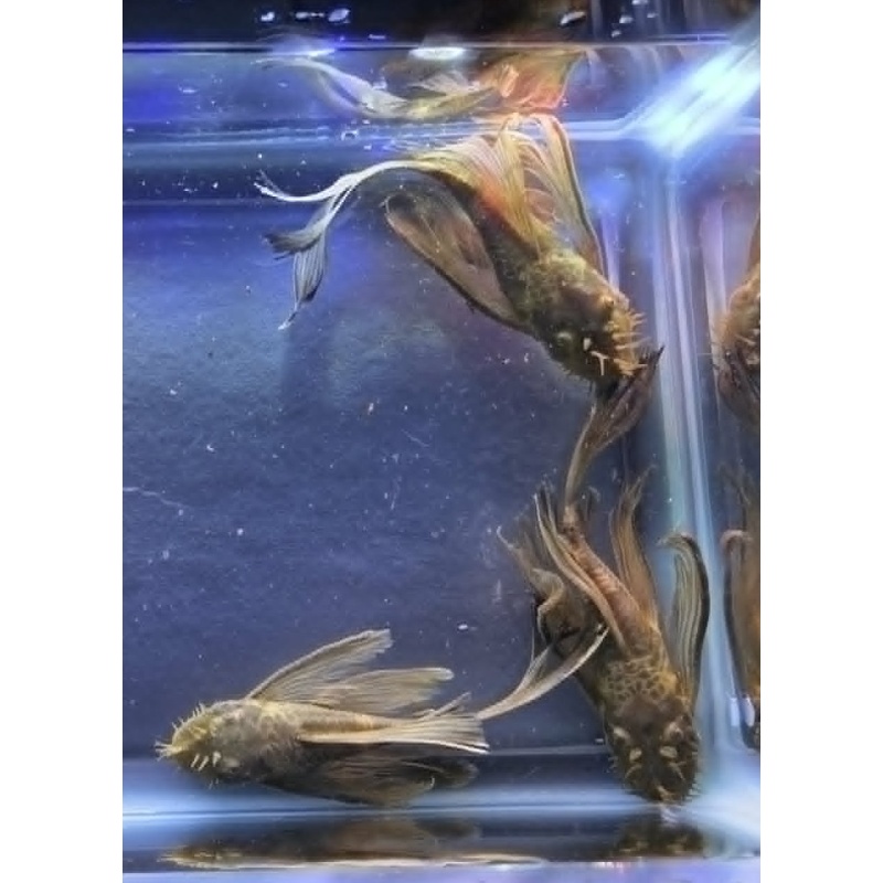 Green Dragon Long Fin BN Plecos-Adult Males