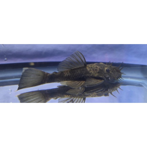 Green Dragon Short Fin BN Pleco-Adult Male