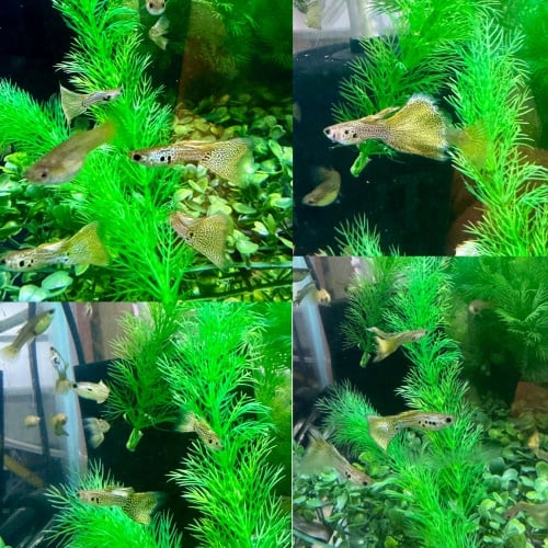 Green Lace Snakeskin Guppies - Pairs