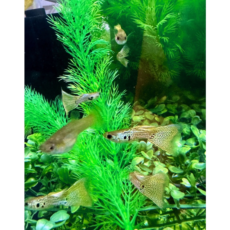 Green Lace Snakeskin Guppies - MALES