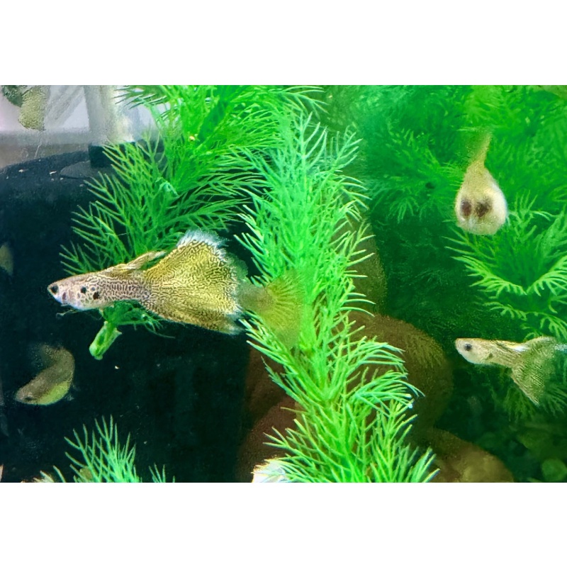 Green Lace Snakeskin Guppies - MALES