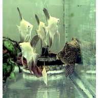 6 Bulgarian Green Seal Point Angelfish, PRE-BREEDER SIZE!