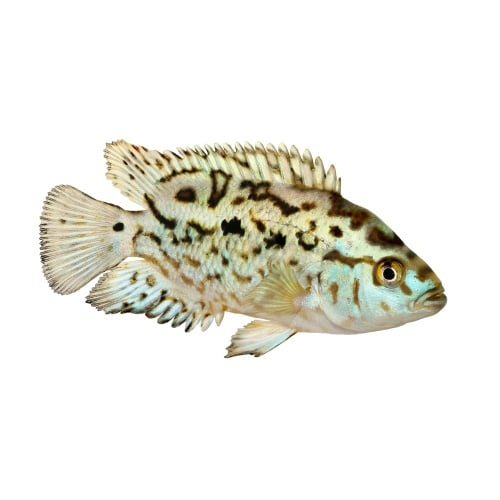 Green Texas Cichlid 5"