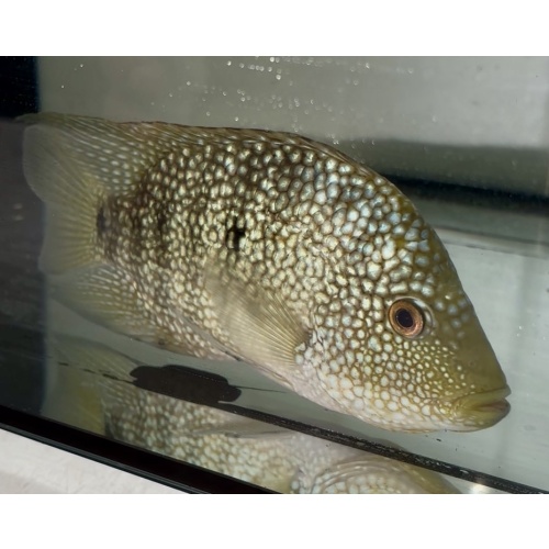 Green Texas Cichlid 5"