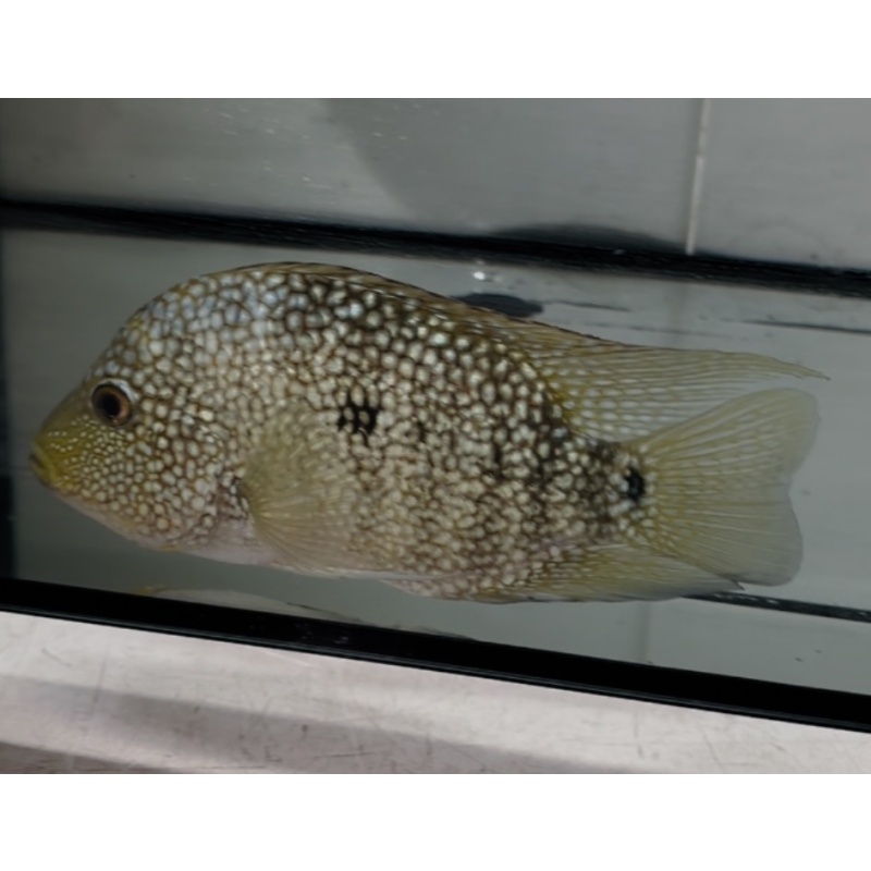 Green Texas Cichlid 5"