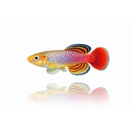 Nothobranchius Guentheri Zanzibar TAN 97/2 (50 +5 Bonus Eggs)