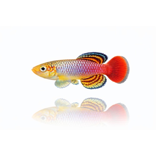 Nothobranchius Guentheri Zanzibar TAN 97/2 (50 +5 Bonus Eggs)
