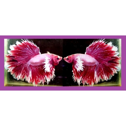 HALFMOON BIG EAR MASCOT!! #1 (Shipping Cost Included in Price)