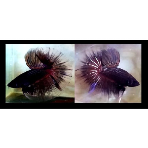 HALFMOON BLACK MELANO OVER!! #1 (Shipping Cost Included in Price)