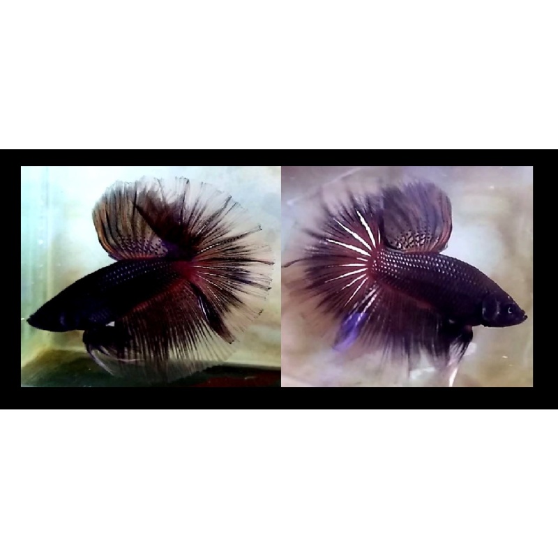 HALFMOON BLACK MELANO OVER!! #1 (Shipping Cost Included in Price)