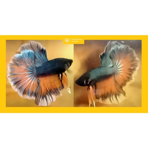 HALFMOON FANCY BUTTERFLY!! #1 (Shipping Cost Included in Price)