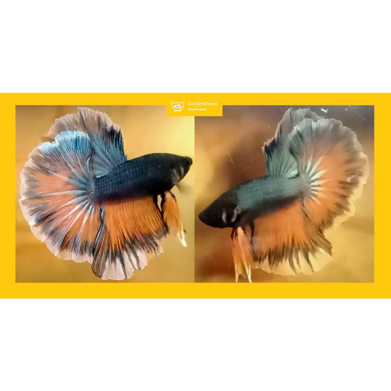 HALFMOON FANCY BUTTERFLY!! #1 (Shipping Cost Included in Price)