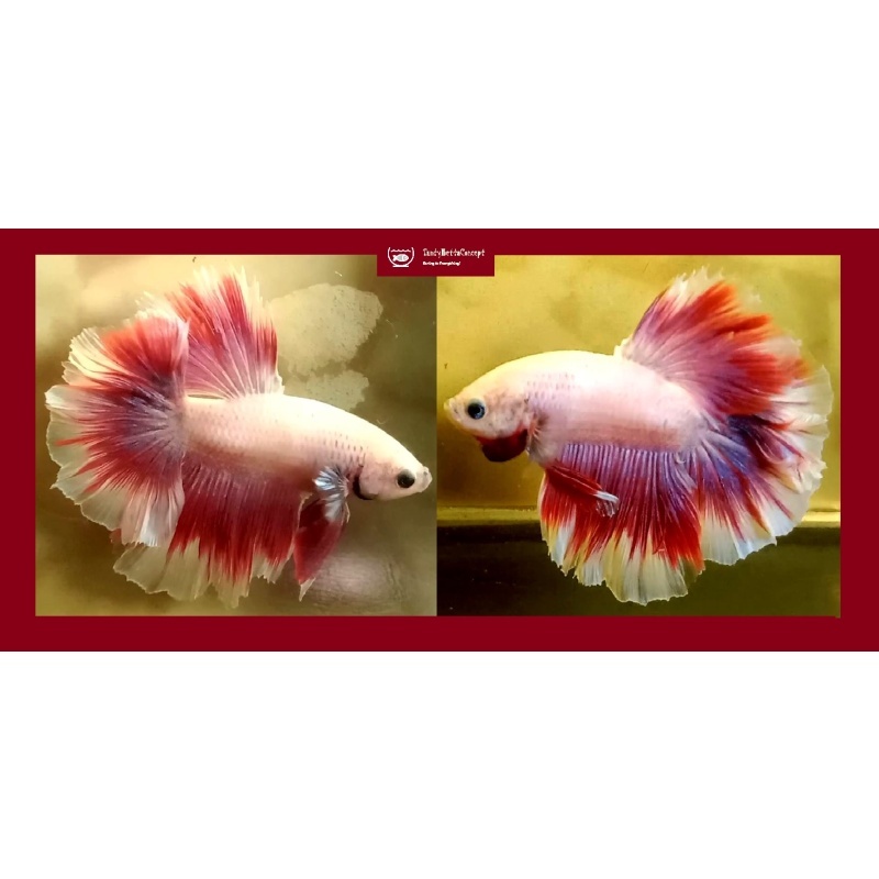 HALFMOON FANCY ROSETAIL!! #1 (Shipping Cost Included in Price)