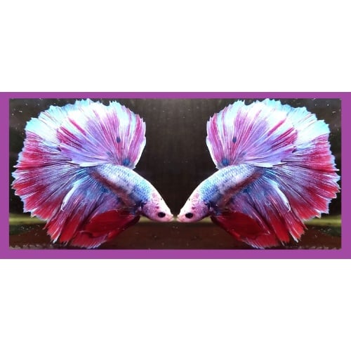 HALFMOON FANCY VIOLET COPPER!! #1 (Shipping Cost Included in Price)
