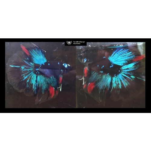 HALFMOON GORDON!! #2 (Shipping Cost Included in Price)