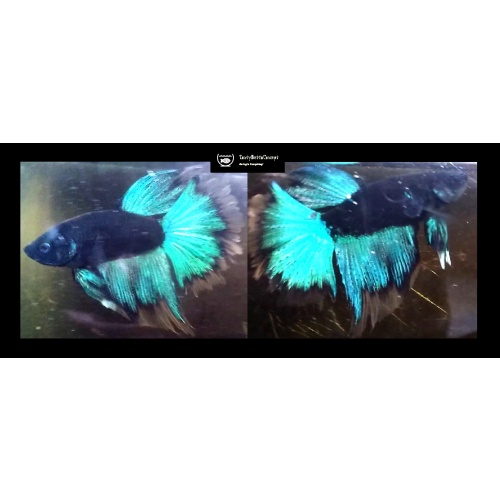 HALFMOON GREEN AVATAR!! #1 (Shipping Cost Included in Price)