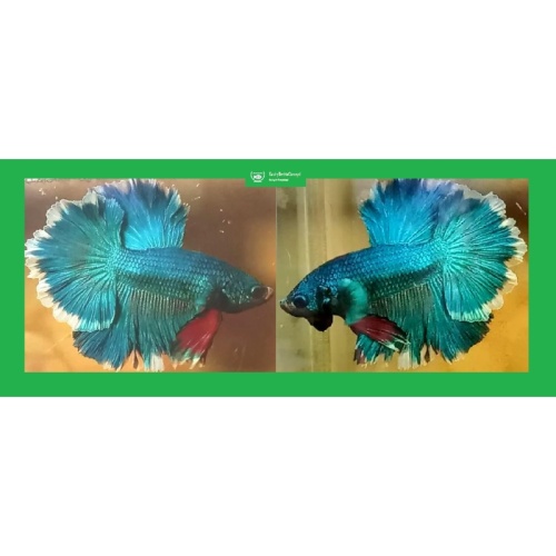 HALFMOON GREEN BUTTERFLY!! #1 (Shipping Cost Included in Price)