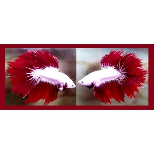 HALFMOON JAGGED TAIL RED DRAGON SNOW!! #1 (Shipping Cost Included in Price)