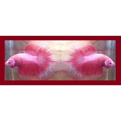 HALFMOON PINK SAKURA!! #2 (Shipping Cost Included in Price)