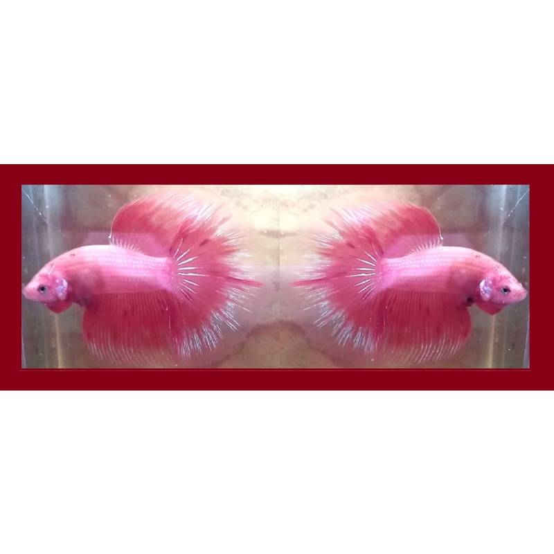 HALFMOON PINK SAKURA!! #2 (Shipping Cost Included in Price)