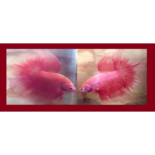 HALFMOON PINK SAKURA!! #2 (Shipping Cost Included in Price)