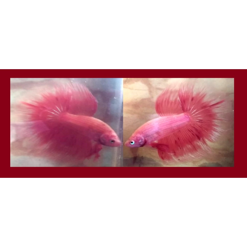 HALFMOON PINK SAKURA!! #2 (Shipping Cost Included in Price)