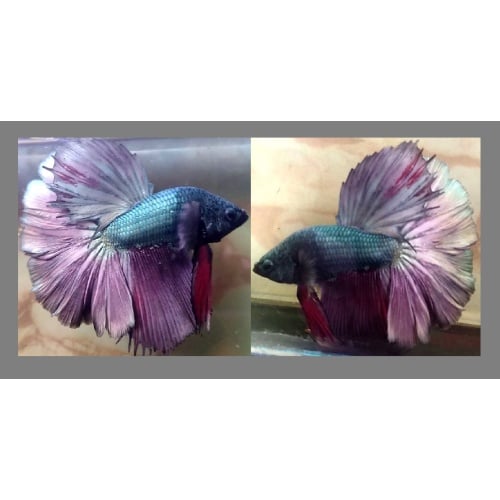 HALFMOON PLAIN COPPER!! #1 (Shipping Cost Included in Price)