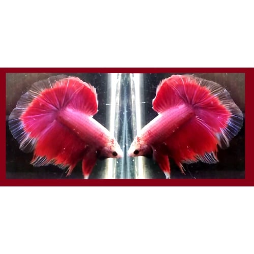 HALFMOON PURPLE RED BUTTERFLY!! #1 (Shipping Cost Included in Price)