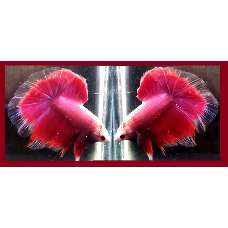 HALFMOON PURPLE RED BUTTERFLY!! #1 (Shipping Cost Included in Price)