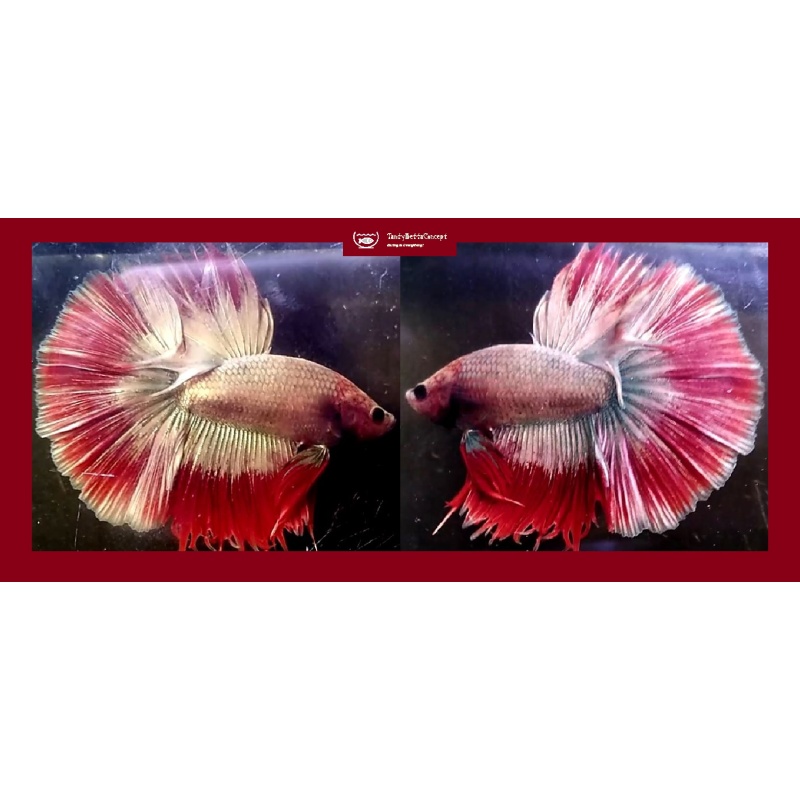 HALFMOON FCCP!! #1 (Shipping Cost Included in Price)