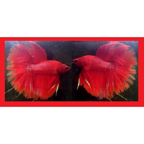 HALFMOON RED METALLIC!! #1 (Shipping Cost Included in Price)