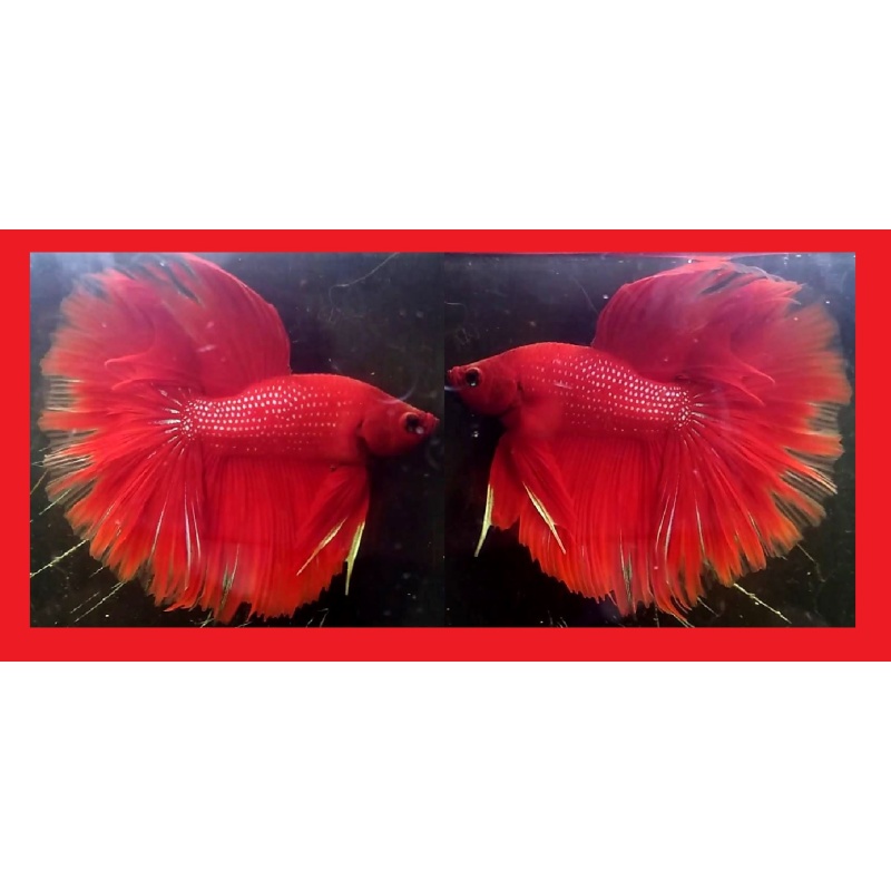 HALFMOON RED METALLIC!! #1 (Shipping Cost Included in Price)