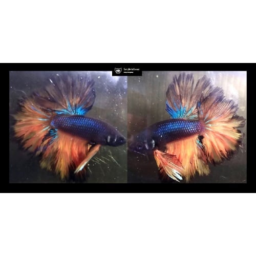 HALFMOON ROSETAIL FANCY MUSTARDGAS !! #1 (Shipping Cost Included in Price)