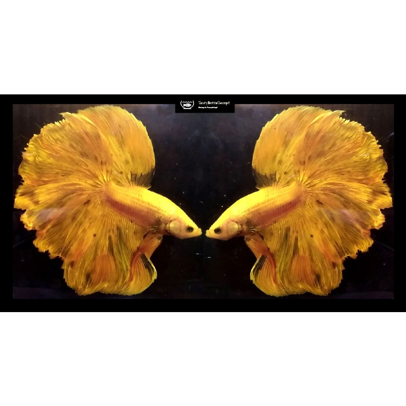 HALFMOON YELLOW GOLDEN FANCY!! #1 (Shipping Cost Included in Price)