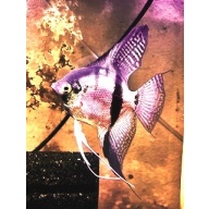 LOT OF 6 YOUNG ADULT WILD CROSS ANGELFISH (PB x RIO CUYUNI)