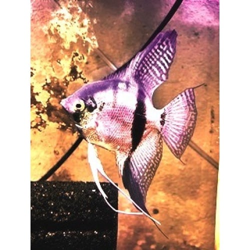 LOT OF 6 YOUNG ADULT WILD CROSS ANGELFISH (PB x RIO CUYUNI)