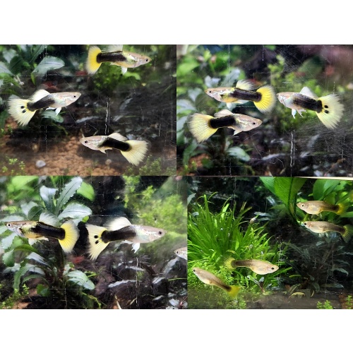 12x HB Yellow combo guppy pack - FREE SHIPPING